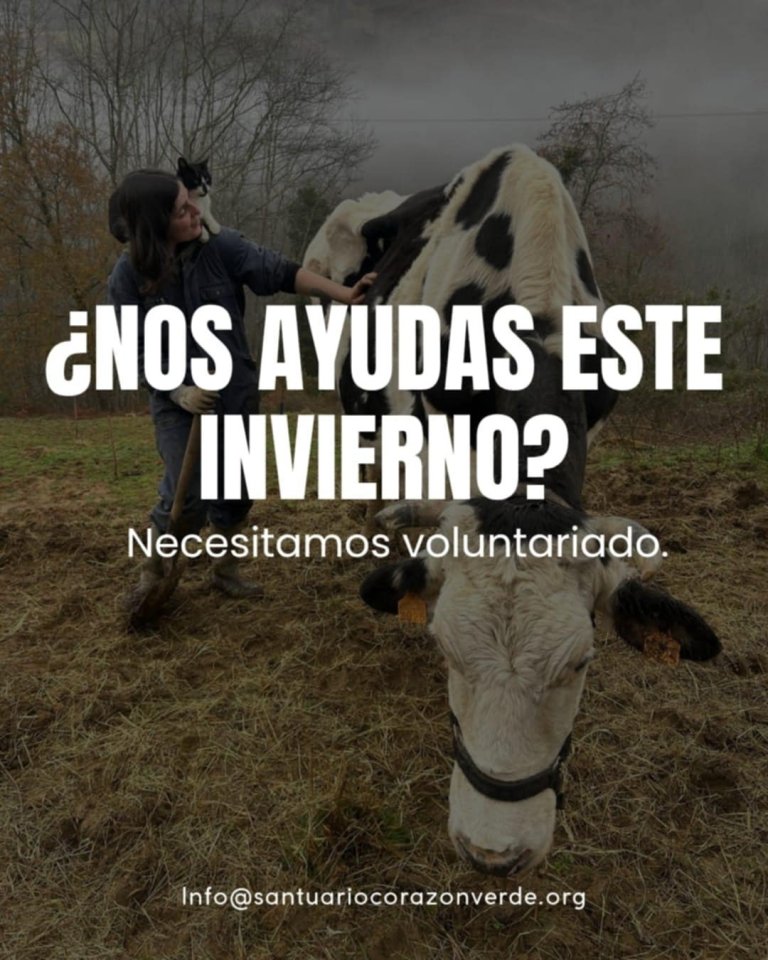 Vente! Vente!