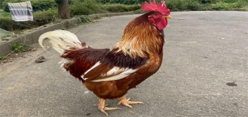 Gabriel