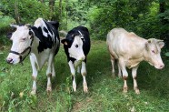 Vacas y toro Vacas y toro