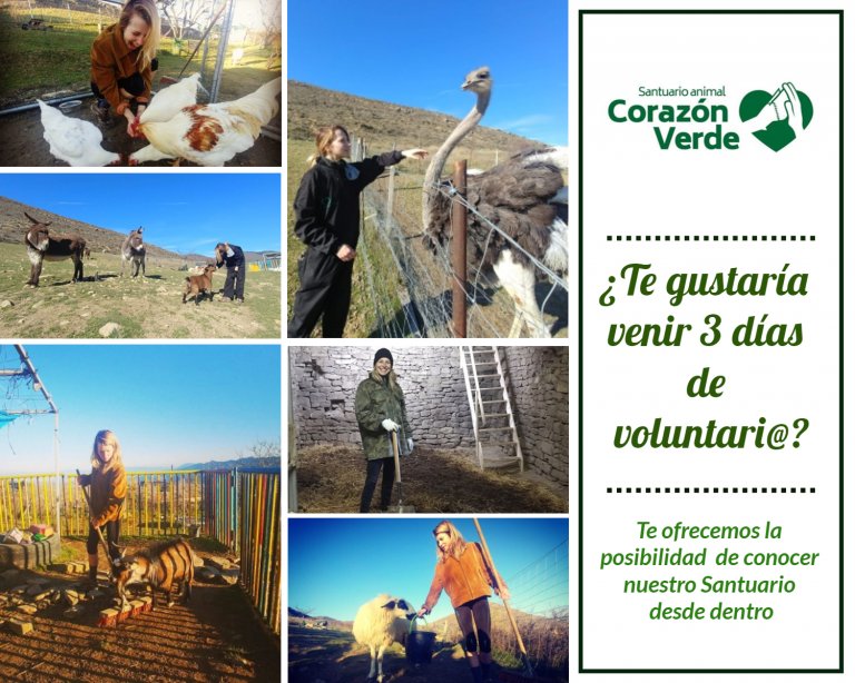 3 días de voluntariado 3 días de voluntariado