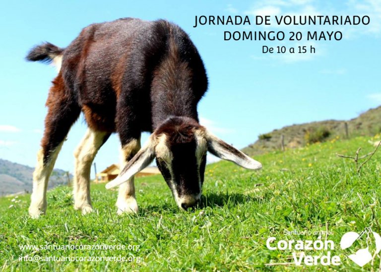JORNADA VOLUNTARIADO JORNADA VOLUNTARIADO