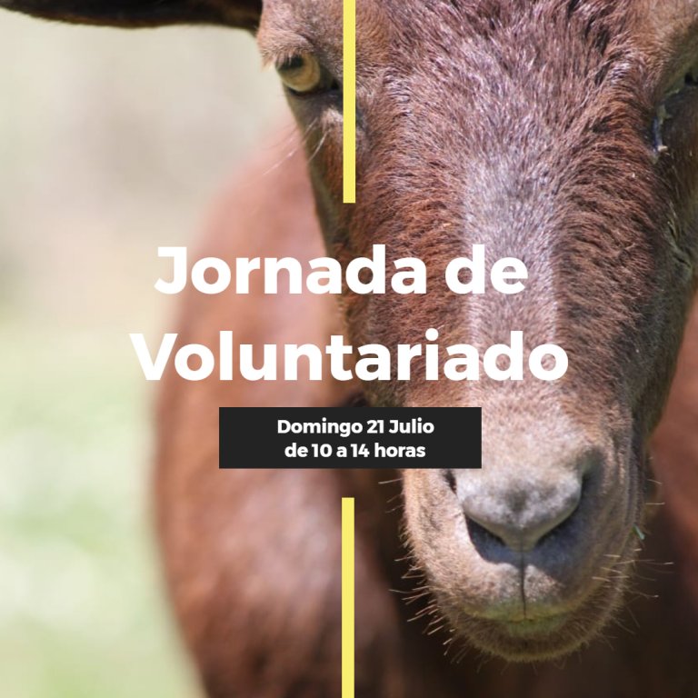 VOLUNTARIADO EN JULIO VOLUNTARIADO EN JULIO