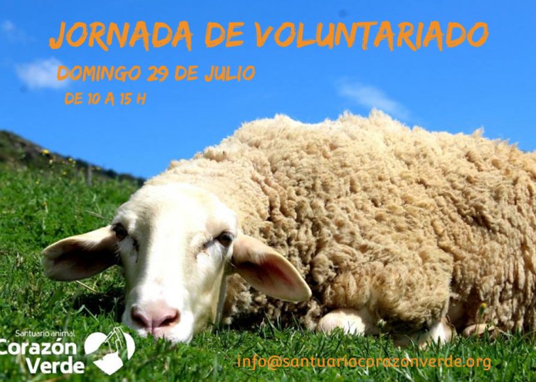 Voluntariado Voluntariado